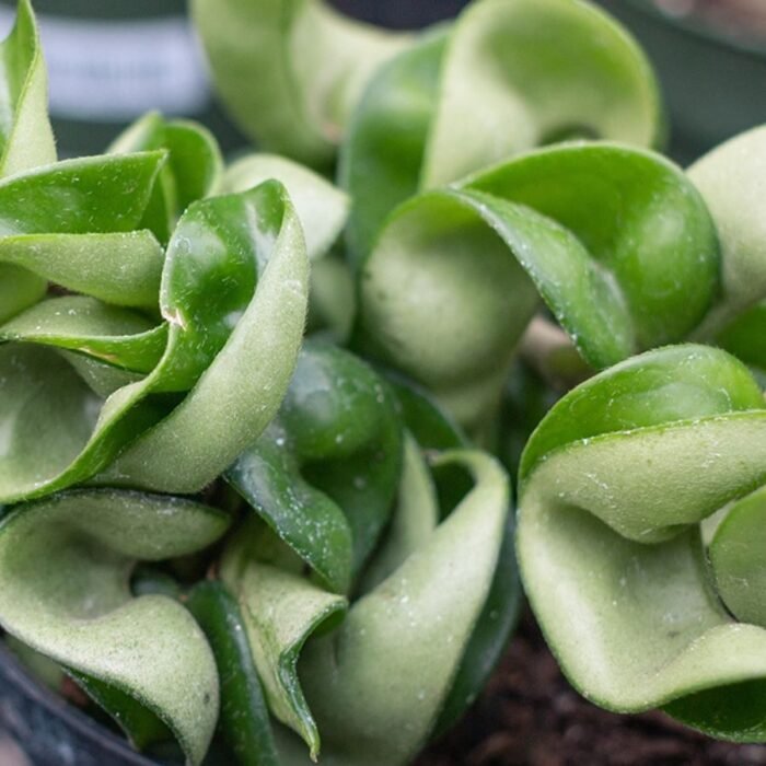 Hoya Hindu Rope / Curly Plant - Image 3