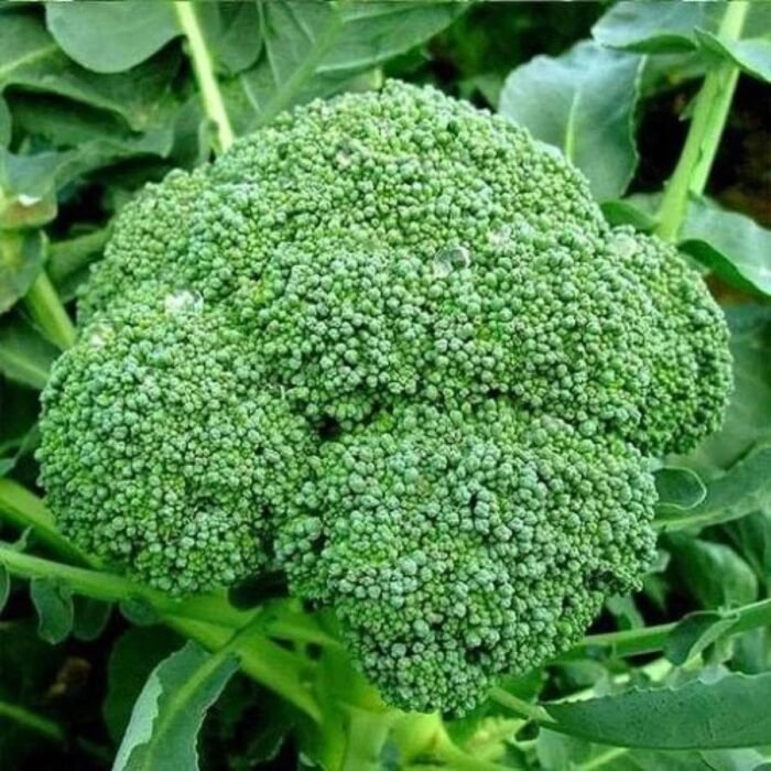 F1 Hybrid Broccoli (Hari Gobhi) Seeds | Kitchen Gardening | High Germination | Terrace Garden Friendly - Image 2