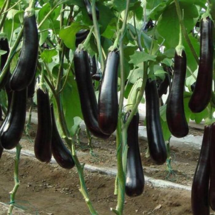 Long Brinjal F1 Hybrid Seeds (Dark Purple) | Baingan High Germination & Yield - Image 2