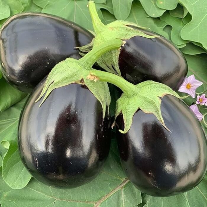 Brinjal F1 Black Round Baingan Seeds | High Germination & Yield | Kitchen Gardening - Image 4