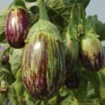 Brinjal (Baingan) Light Purple Green F1 Hybrid Seeds | High Germination & Yield