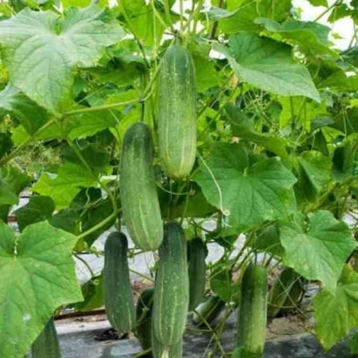 Desi Cucumber (Kheera) F1 Hybrid Seeds |  Easy to Grow | High Yield Seeds - Image 2