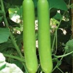 Bottle Gourd Lauki Long F1 Hybrid Seeds | High Germination & Yield Ghiya | Terrace Gardening - Image 2