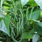 French Beans Vegetable Seeds | High Germination & Yield Seeds | Easy to Grow - Image 2