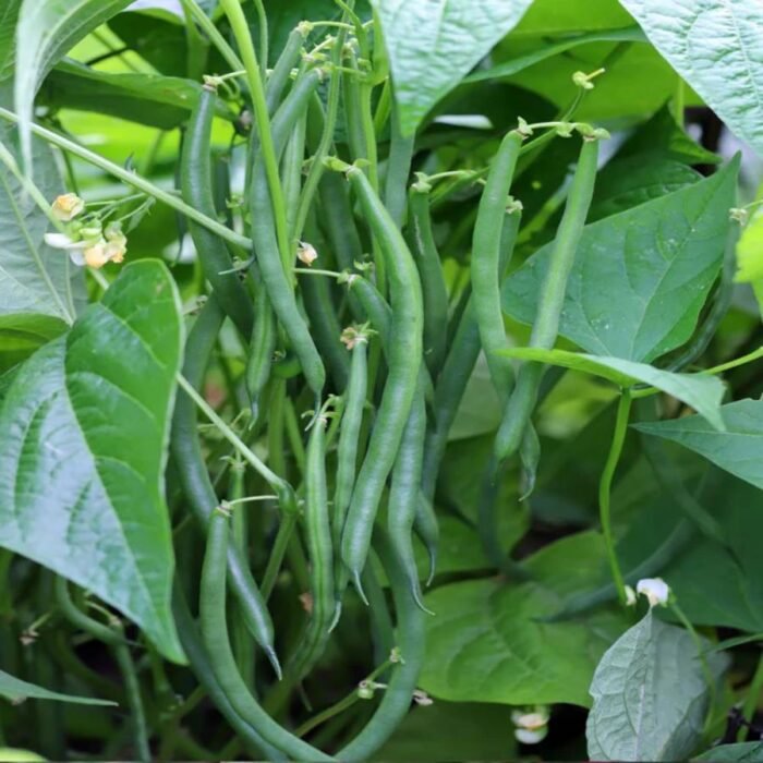 French Beans Vegetable Seeds | High Germination & Yield Seeds | Easy to Grow - Image 2
