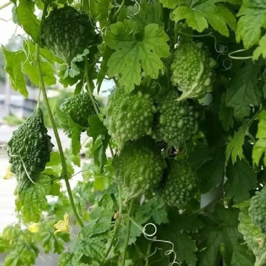 2 Bitter Gourd Small (Chhota Karela) F1 Hybrid Seeds | High Germination & Yield - Image 1
