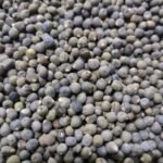 Okra (Lady Finger) F1 Hybrid Vegetable Seeds - Image 4