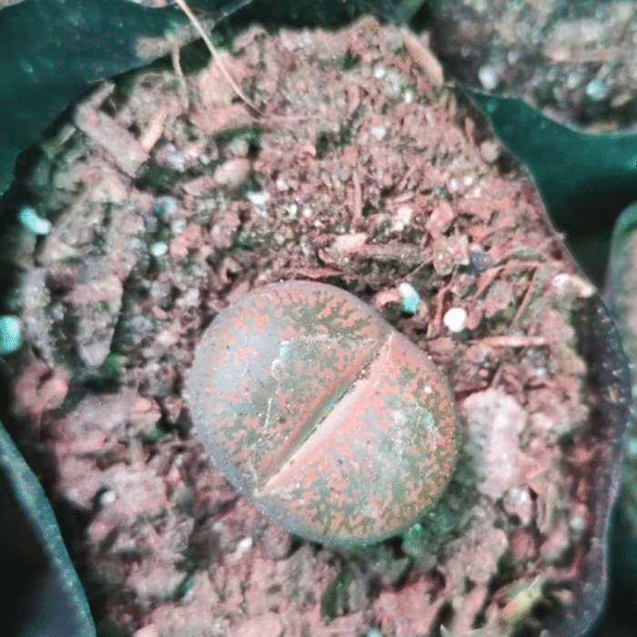 Lithops Plant - Image 1