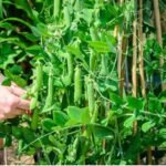 Peas Sweet Matar Vegetable Seeds