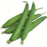 Sponge Gourd (Luffa or Gilki Turai Tori) F1 Hybrid Seeds | High Germination Seeds - Image 3
