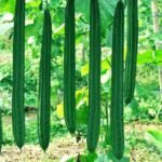 Ridge Gourd F1 Hybrid Turai Seeds | High Germination & Yield Seeds | Home Gardening - Image 2