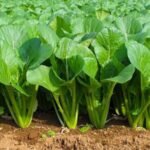 Spinach (Palak) F1 Hybrid Vegetable Seeds | High Germination & Yield | Easy to Grow - Image 2