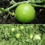 Tinda Round Gourd/Apple Gourd Vegetable Seeds | High Germination & Yield - Image 3