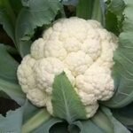 Cauliflower (Phool Gobhi) F1 Hybrid Seeds | High Germination | Terrace-Friendly - Image 2