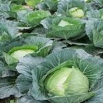 Cabbage (Hari Patta Gobhi) F1 Hybrid Seeds | High Germination | Terrace Gardening - Image 2