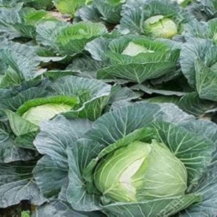 Cabbage (Hari Patta Gobhi) F1 Hybrid Seeds | High Germination | Terrace Gardening - Image 2