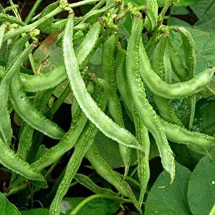 Sem Phali/Lima Beans F1 Hybrid Seeds | High Yield & Germination Seeds | Home Gardening - Image 2