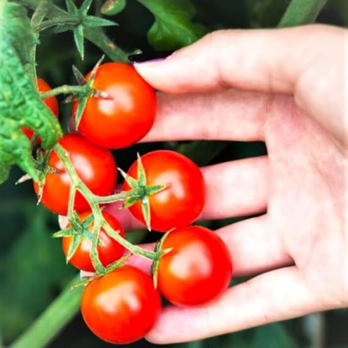Juicy F1 Hybrid Cherry Tomato Seeds with High Germination - Image 2