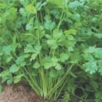 Coriander (Dhaniya) F1 Hybrid Seeds | High Germination & Yield Seeds | Home Gardening - Image 3
