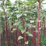Green Amaranth Chaulai (Hari Bhaji) Vegetable Seeds - Image 2