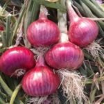 F1 Hybrid Red Sweet Onion (Lal Pyaj) Seeds | High Germination Rate | Terrace Gardening