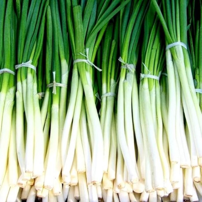 Spring Cut Bunching Onion (Hari Pyaj) Seeds | High Germination | Terrace Gardening Seeds - Image 2