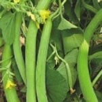 Kakri/Kakdi Long Melon Seeds | High Germination | Terrace Gardening Seeds - Image 2