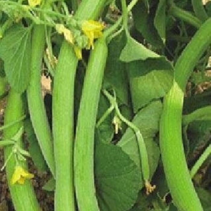 Kakri/Kakdi Long Melon Seeds | High Germination | Terrace Gardening Seeds - Image 2