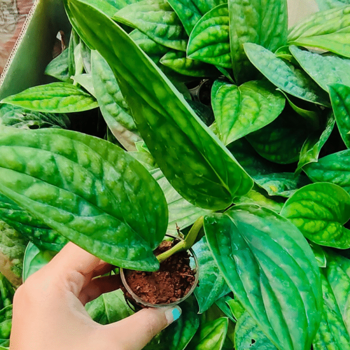 Monstera Peru Plant (Sapling) - Image 2