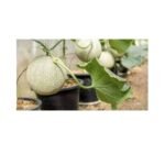 Muskmelon Kharbooza Madhuras Fast Germination F1 Hybrid Seeds - Image 5