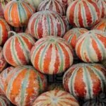 F1 Hybrid Musk Melon Kajri Seeds - Image 2