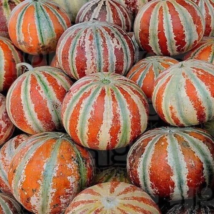 F1 Hybrid Musk Melon Kajri Seeds - Image 2