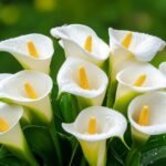 Calla Lily Bulb Imported (White) - Image 2