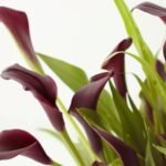 Calla Lily Bulb Black - Image 2