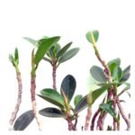 Ficus Rooted – Bonsai (10 year old) - Image 2