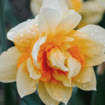 Daffodil Replete Flower Bulbs(Imported) - Image 2