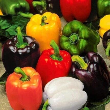 F1 Hybrid Multicolor Capsicum (Shimla Mirch) Vegetable Seeds | High Germination & Yield