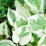 Enjoy Money Plant / Pothos - Image 2