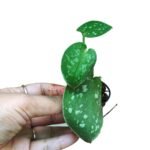 Silver Money Plant / Pothos (Sapling) - Image 2