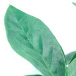 ZZ Plant / Zamioculcas Zamiifolia Plant (Sapling) - Image 2