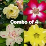 Adenium Marvels Combo of 4 Plants