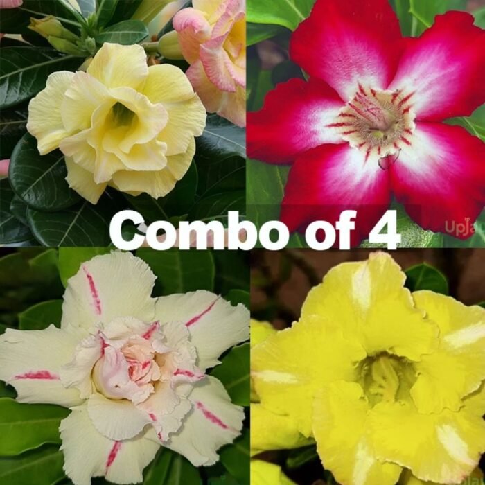 Adenium Marvels Combo of 4 Plants - Image 1