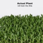 Lisianthus/Eustoma Combo Plant Sapling (12pcs) - Image 2