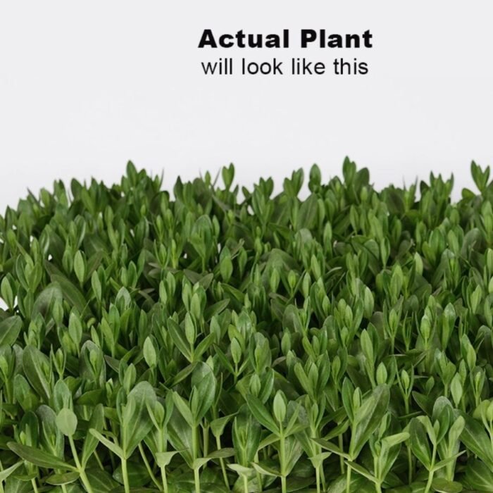Lisianthus/Eustoma Combo Plant Sapling (12pcs) - Image 2