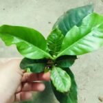 Gardenia Yellow Plant (Sapling) - Image 2