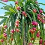 Dragon Fruit / Red-Fleshed Pitahaya Fruit Plant - Image 2