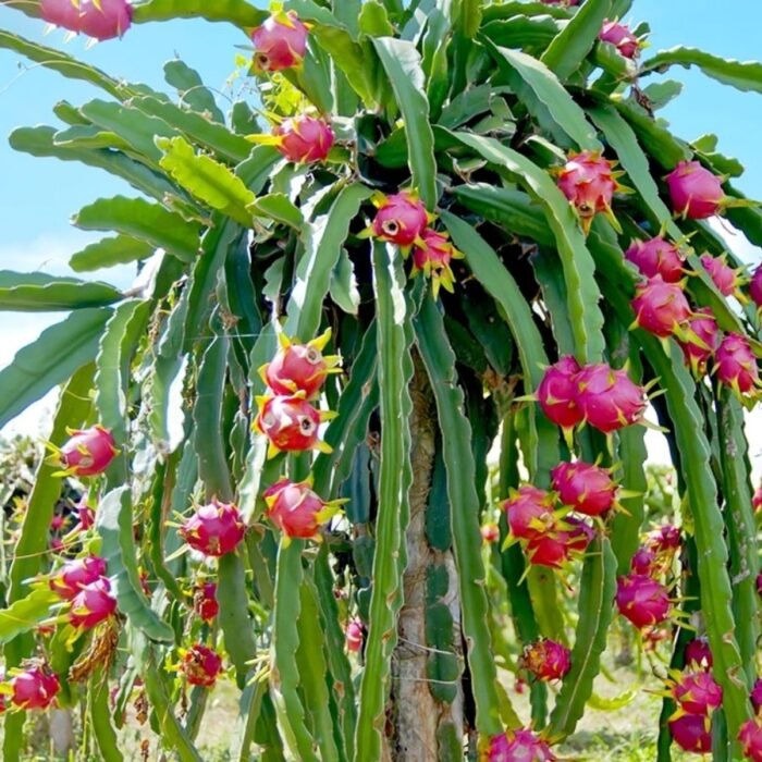 Dragon Fruit / Red-Fleshed Pitahaya Fruit Plant - Image 2