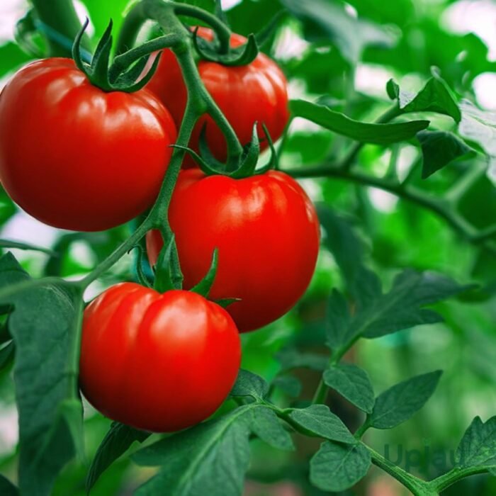 Tomato F1 Hybrid Vegetable Seeds - Image 2