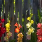 Gladiolus Flower Bulbs 20 Combo (Any color) - Image 3