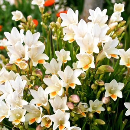 Freesia Bulb (Mix color)